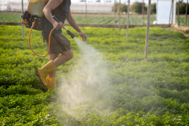Best Wasp Removal Services  in Henderson, TN