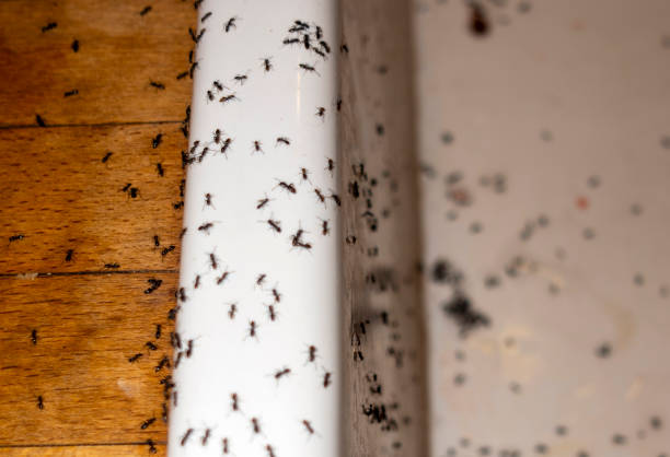 Henderson, TN Pest Control Company